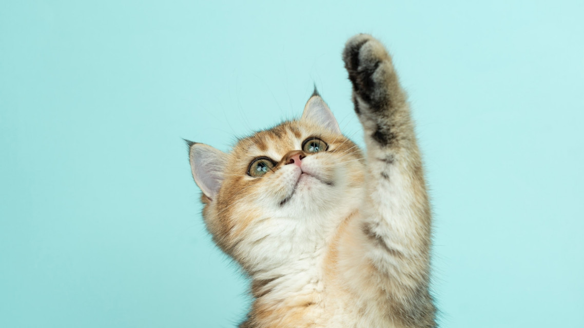 10 Tips Yang Harus Diketahui Untuk Memberi Makan Kucing Peliharaan