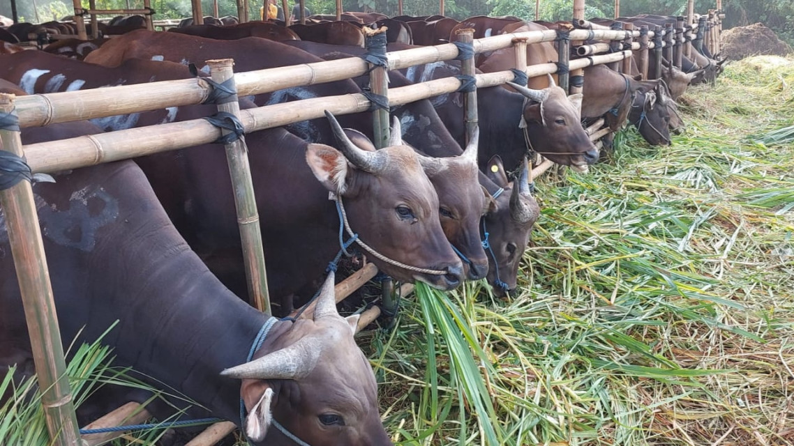 Wah, Ternyata Sapi Bali Masih Jadi Primadona Hewan Kurban