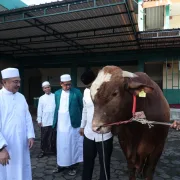 Plh Wali Kota Bekasi Serahkan Bantuan Sapi Kurban Presiden di Jatiasih