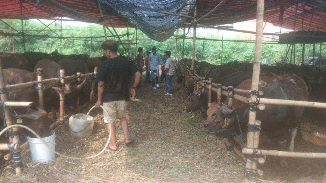 Meski Dihantui PMK, Penjual Hewan Kurban Optimis Bisa Raup Untung