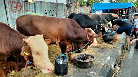 Dagang Hewan Kurban di Trotoar Jalan, Siap-Siap Dibongkar Satpol PP