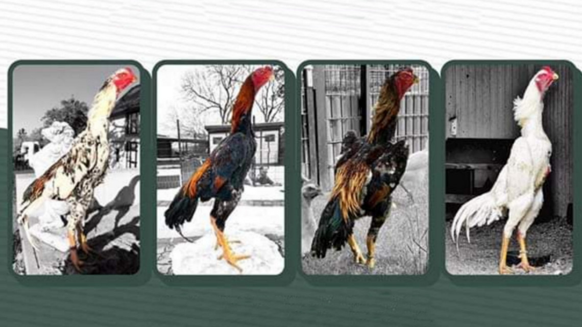 Nonton Kontes Ayam Shamo Hias, Bisa Dapat Motor?