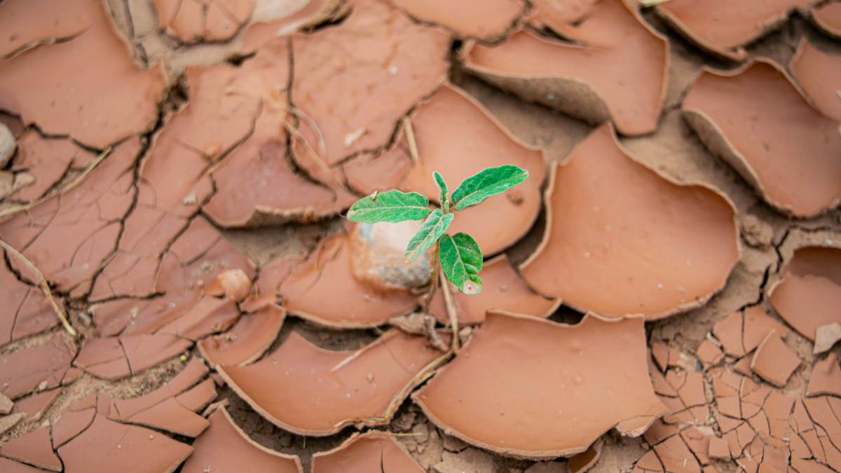 Kota Bekasi Hadapi Kekeringan, Ini Kata BPBD dan Perumda Tirta Patriot