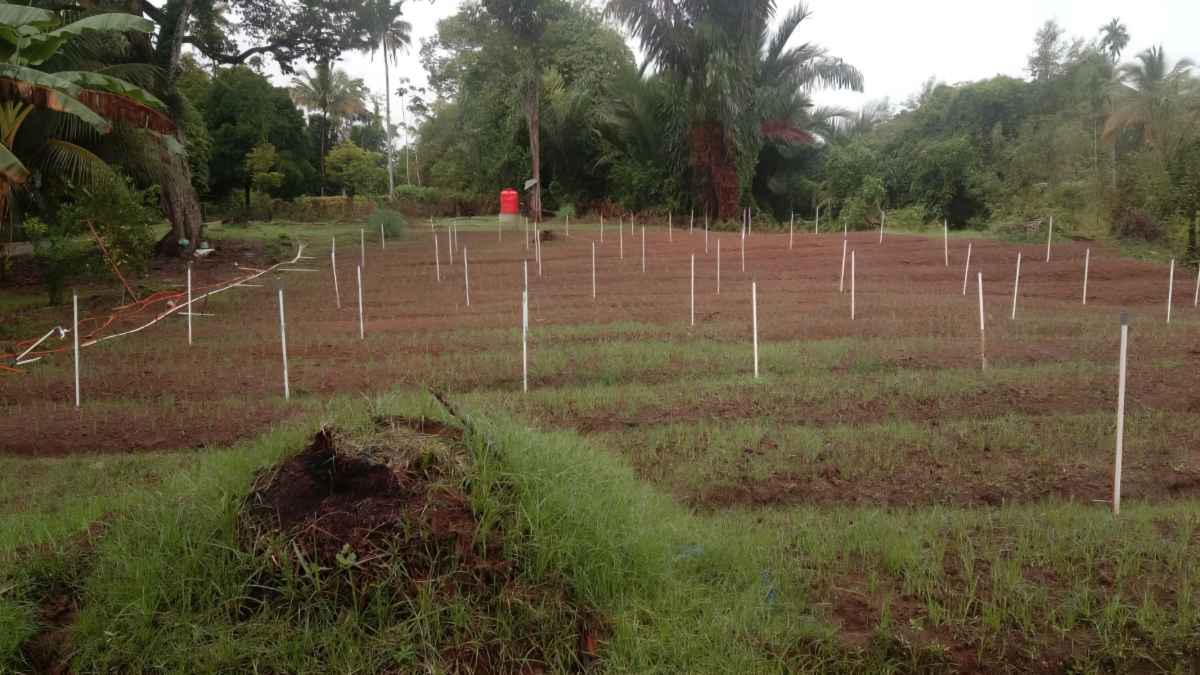 KWT Gampong Ladang Tanam Bawang Merah di Lahan 50 Meter